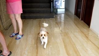 În vacanţă cu animalul de companie: tot mai multe hoteluri pet friendly în România. "N-au plecat nici cu prosoapele, nici cu lenjeria"