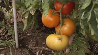 Roşia românească vs. roşia din Turcia. Diferenţa se vede cu ochiul liber