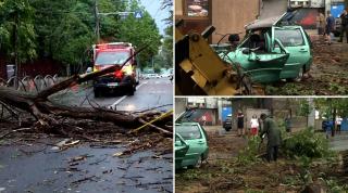 Coșmarul birocratic prin care trece o șoferiță din București, după ce un copac i-a făcut pagube de 18.000 de euro la mașină: "Vina se aruncă de la o parte la cealaltă"