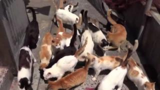 Descoperire cutremurătoare în Cipru: 300.000 de pisici, moarte din cauza unei forme de coronavirus a felinelor