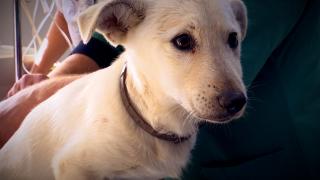 Cum ne protejăm animalele de companie de caniculă: sfaturile medicilor veterinari