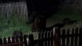 Localitatea terorizată de o ursoaică cu trei pui. "'Bună seara, unde-i ursul' este gluma cartierului"