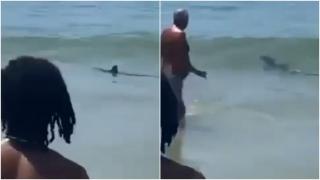 Clipe de panică pe o plajă din Portugalia. Un rechin albstru, observat la doar câţiva metri de turiştii care făceau baie