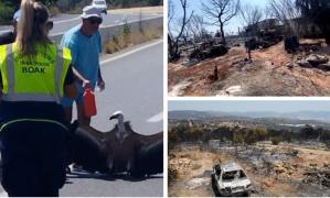 Infernul nu dă înapoi în Grecia, imaginile dezastrului dau fiori: focul a mistuit totul în cale, vulturii au fost doborâţi de caniculă, pe autostradă
