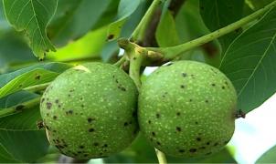 Producţie record de nuci într-o livadă din Mureş: "Calibrul nucii este destul de bun, datorită ploilor abundente"