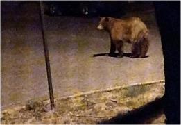 Locuitorii din Ploieşti, avertizaţi prin RO-Alert să rămână în case. Autorităţile sunt pe urmele unui urs, care hoinăreşte pe străzile oraşului