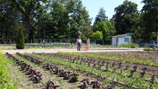 "Arca lui Noe" pentru soiurile româneşti se află la Buzău: "Au gust, au aromă". Un cercetător a conservat aici peste 20.000 de culturi biologice de origine românească