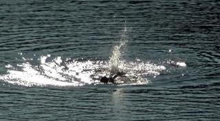 Un tânăr medic a dispărut sub privirile îngrozite ale prietenilor, în Lacul Gozna din Caraș Severin. L-au privit neputincioși cum, epuizat, "s-a dus la fundul lacului"