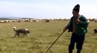 Aristică a terminat Facultatea de Sivicultură, dar a preferat să fie cioban. Are în grijă 2.500 de oi şi nu regretă decizia luată în urmă cu 30 de ani