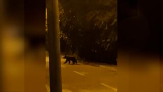 Ursul "Rambo", imposibil de prins. De aproape o săptămână autorităţile din Ploieşti încearcă să-l găsească: "Să-l tranchilizezi şi să nu poţi să-l prinzi?"