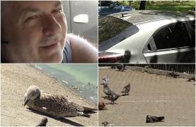 Vietăţile care au invadat Capitala. Șoferii sunt revoltați de mizeria pe care o lasă în urmă: "Sunt forţate să-şi mute habitatul"