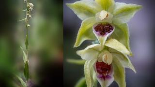 O nouă specie de orhidee, descoperită în Bucegi. Cercetătorii au crezut că a dispărut din cauza dezvoltatorilor imbobiliari