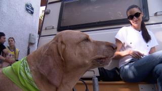 Jazz are 13 ani şi nu a mers niciodată în lesă. Reacţia stăpânei, după ce a auzit planul primăriei pentru câinii din Bucureşti: "Nu o să-l învăţ niciodată"