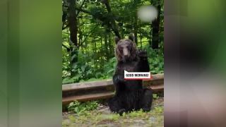 Urs filmat în timp ce salută un şofer, pe Transfăgărăşan. Imaginile inedite au strâns 2 milioane de vizualizări