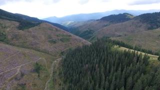 Jumătate dintre pădurile României vor fi protejate de lege. ONG-urile critică planul Guvernului: "Ăsta este un avantaj special dedicat celor care fură lemn"