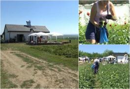 La cumpărături, direct pe câmp. O fermă din Iaşi şi-a deschis porţile şi îndeamnă clienţii să culeagă singuri legumele şi fructele pe care le doresc