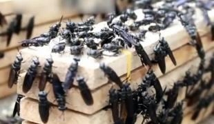 Alertă sanitară în Spania. Tot mai multe persoane ajung la spital după ce sunt muşcate de musca neagră