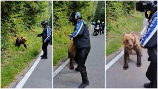 Gest inconştient al unui turist străin pe Transfăgărăşan. A fost la un pas să fie atacat chiar de ursul pe care l-a hrănit