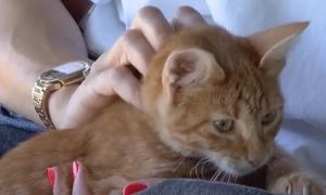 Ziua Internaţională a Pisicilor. Românii sunt cei mai mari iubitori de feline din Europa