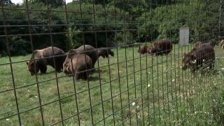 După 15 ani petrecuţi în cuşcă în Ucraina, ursul Bolik ar putea câştiga un concurs internaţional. Când a ajuns la Zărneşti îi era frică să calce pe iarbă