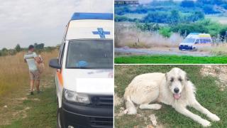 Veterinar surprins când oprește ambulanța și abandonează un cățel pe un câmp, în Timiș. A fost amendat pe loc de polițiști