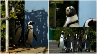 O specie de pinguini ar putea dispărea în următorii ani. De la câteva milioane de perechi în urmă cu un secol, acum mai sunt doar câteva mii