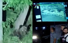 "Ferească Dumnezeu, foarte periculos". Panică şi mobilizare de forţe în Ploieşti, după ce un urs a apărut la periferia oraşului. Oamenii sfătuiţi să rămână în case