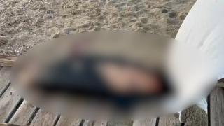 Încă un delfin mort adus de valuri la mal, pe o plajă din Constanța. Turiștii l-au acoperit cu un cearceaf și au sunat la 112