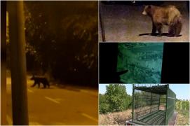 Prahovenii păcăliţi de urs. "Rambo" dă de furcă autorităţilor din Ploieşti de peste o lună. Locuitorii, sătui de vânătoarea nesfârşită: "Ei ţin cu ursul!"