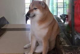 Cheems, "căţelul-meme" a murit din cauza cancerului. Stăpânul său a anunţat că nu s-a mai trezit după operaţie