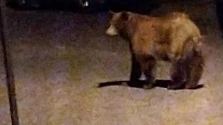 Alertă de urs, lângă Ploieşti. Autorităţile nu ştiu dacă este vorba despre celebrul "Rambo" sau se vor "lupta" cu un alt intrus