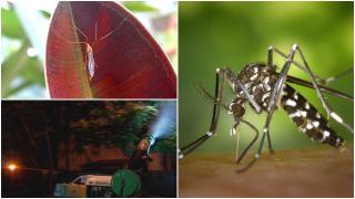 Boli "de import" în România. 7 români diagnosticați cu West Nile, 3 și-au pierdut deja viața din cauza infecției