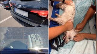 Căţeluş încuiat în maşină de stăpânul plecat la cumpărături. Micuţul a fost dus la veterinar în stare critică: avea temperatura de 42,6 grade