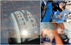 Inconştienţă maximă: Un bistriţean şi-a lăsat câinele închis în maşină, la peste 30 de grade, apoi a plecat la cumpărături. În ce stare a fost găsit animalul