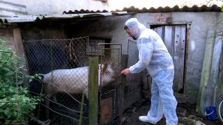 Județul în care au fost descoperite 60% din cazurile de pestă porcină din țară. Măsura pe care o iau în calcul autoritățile pentru a stinge focarele de infecție