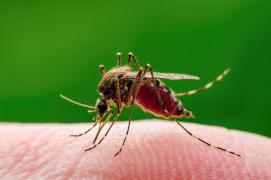 West Nile face victime în România. Concluzie alarmantă după ce experţii au instalat "capcane" pentru ţânţari în Capitală