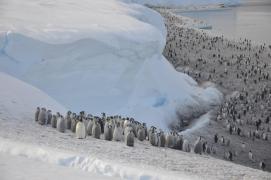 Catastrofa care i-a uluit pe cercetători. De ce au murit 10.000 de pui de pinguini imperiali în decembrie în Antarctica