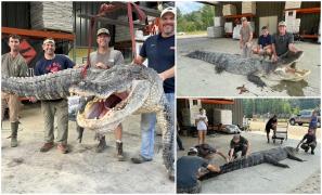 "Monstrul" din Mississippi, capturat de vânători. Aligatorul cântăreşte aproape 400 de kg