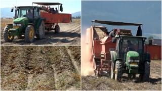 Cât ar putea costa leguma preferată a românilor în acest an. Producătorii dau vina pe caniculă şi nu vor să lase la preţ