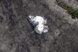 Kievul insistă ca s-a prăbușit o dronă rusească în România, Bucureștiul asigură că nu. Presa ucraineană: Poziția României, "fără coloană vertebrală"