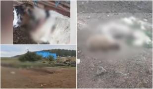 Șacalii au făcut carnagiu la o stână din Dolj. 20 de de oi şi capre au fost măcelărite. Proprietarul și-a găsit animalele fără suflare și a dat alarma