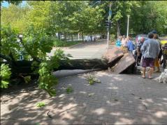 Situația absurdă care era să-l omoare pe un bărbat din București. De ce nu se taie arborii periculoși din Capitală