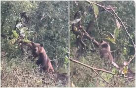 Urs captiv într-un lanţ, descoperit de un paznic de vânătoare în apropierea caselor, în Hunedoara