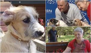 Au venit să adopte un căţel şi au plecat acasă cu doi. Povestea îngerilor păzitori care oferă o nouă şansă patrupezilor abandonaţi: "Parcă lipsea ceva"