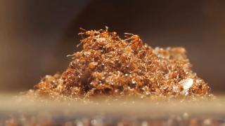 Furnica roşie de foc dă alerta în întreaga Europă. România este şi ea vizată. Insectele provoacă alergii grave şi rod până şi cabluri electrice