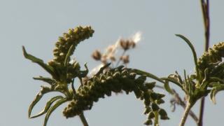 Legea ambroziei a fost modificată. Ce obligaţii au toți proprietarii de terenuri