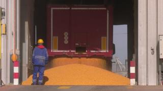 Fermierii români ameninţă cu blocarea vămilor dacă restricțiile pentru importurile de grâu din Ucraina nu vor fi prelungite: Vom da faliment