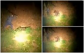 "Stai drace că mă omoară". Un bărbat şi-a riscat viaţa şi a atacat un urs în cap în timp ce dormea. Buimac, animalul a ripostat abia la a doua lovitură primită