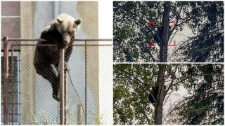 Urs împuşcat după ce s-a apropiat la câţiva metri de un liceu din Miercurea Ciuc. "Dimineață, când am ajuns la școală, un băiat îl alunga într-o parte"