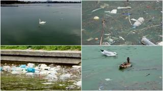 Oază de linişte din Constanţa devenită focar de infecţie. Lebedele îşi fac drum printre gunoaie, sticle şi chiar trotinete aruncate în Lacul Tăbăcăriei